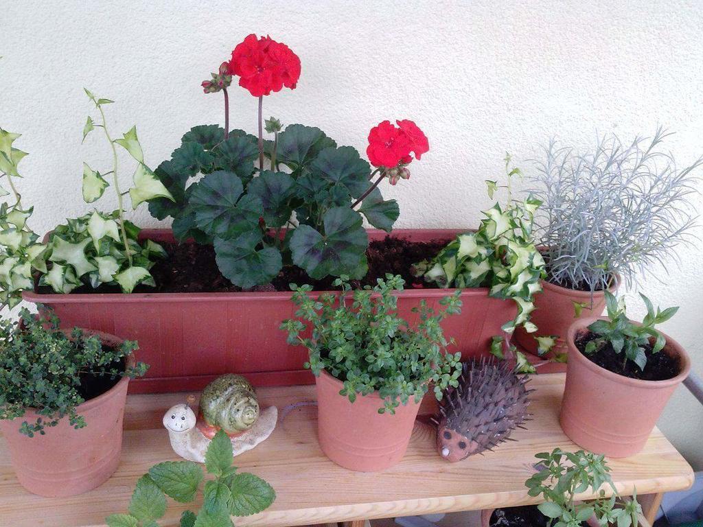 Villa Kuca Za Odmor Barbara Donja Stubica Esterno foto